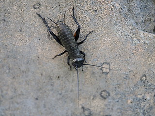 Gryllus campestris