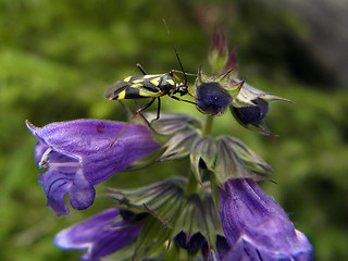 Grypocoris sexguttatus