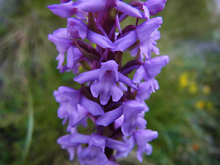 Gymnadenia conopsea ssp. alpina