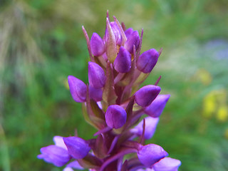 Gymnadenia conopsea ssp. alpina