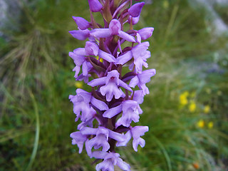 Gymnadenia conopsea ssp. alpina