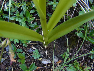 Gymnadenia conopsea ssp. alpina