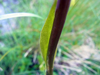 Gymnadenia conopsea ssp. alpina