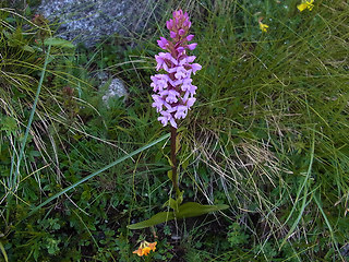 Gymnadenia conopsea ssp. alpina