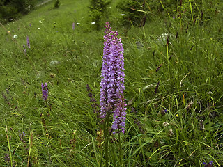 Gymnadenia conopsea ssp. conopsea