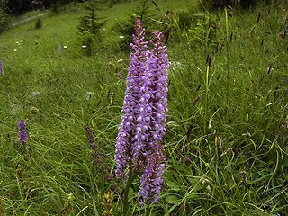 Gymnadenia conopsea ssp conopsea