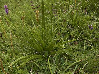 Gymnadenia conopsea ssp conopsea
