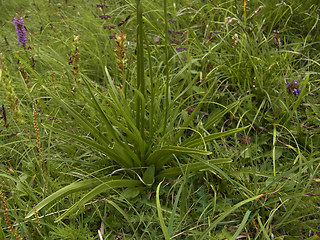 Gymnadenia conopsea ssp. conopsea