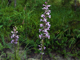 Gymnadenia conopsea ssp. densiflora