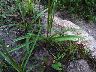 Gymnadenia conopsea ssp. densiflora