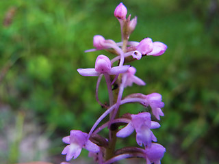 Gymnadenia conopsea ssp. densiflora