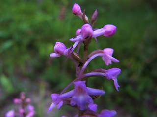 Gymnadenia conopsea ssp. densiflora