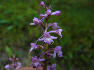 Gymnadenia conopsea ssp. densiflora