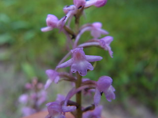 Gymnadenia conopsea ssp. densiflora