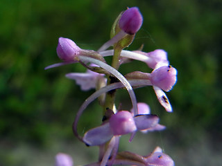 Gymnadenia conopsea ssp. densiflora