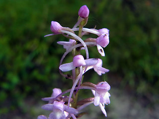 Gymnadenia conopsea ssp. densiflora