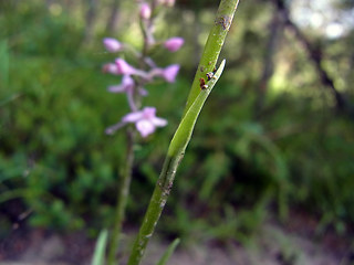 Gymnadenia conopsea ssp. densiflora