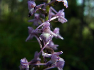 Gymnadenia conopsea ssp. densiflora