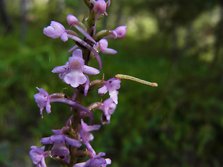 Gymnadenia conopsea ssp. densiflora