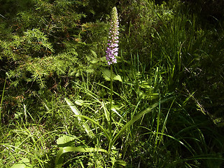 Gymnadenia conopsea ssp. densiflora