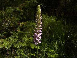 Gymnadenia conopsea ssp. densiflora