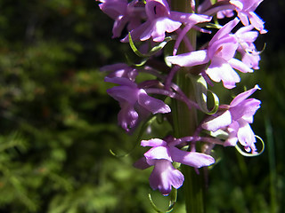 Gymnadenia conopsea ssp. densiflora