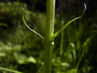 Gymnadenia conopsea ssp. densiflora