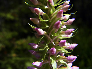 Gymnadenia conopsea ssp. densiflora