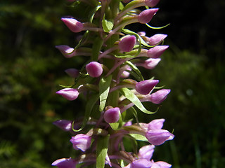 Gymnadenia conopsea ssp. densiflora