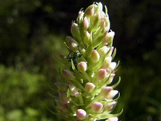 Gymnadenia conopsea ssp. densiflora