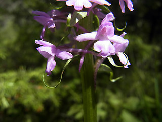 Gymnadenia conopsea ssp. densiflora