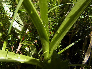 Gymnadenia conopsea ssp. densiflora