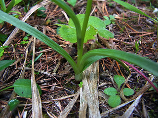 Gymnadenia odoratissima