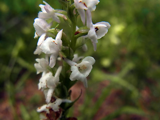 Gymnadenia odoratissima