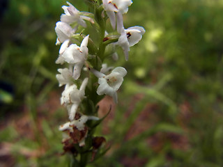 Gymnadenia odoratissima