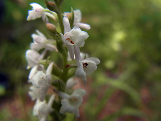 Gymnadenia odoratissima