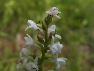 Gymnadenia odoratissima