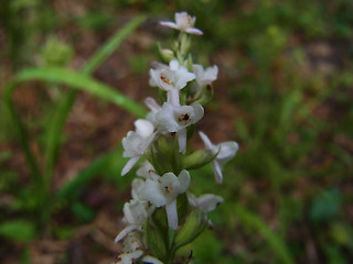Gymnadenia odoratissima