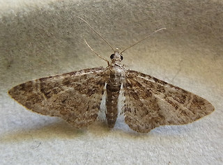 Gymnoscelis rufifasciata