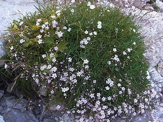 Gypsophila repens