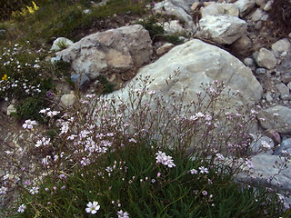 Gypsophila repens