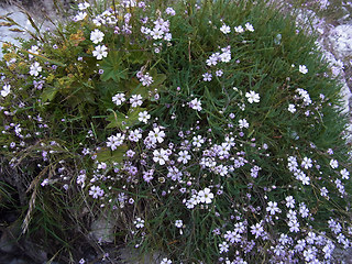 Gypsophila repens