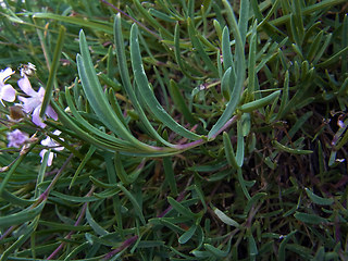 Gypsophila repens