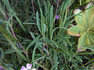 Gypsophila repens