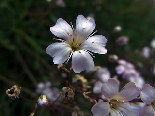 Gypsophila repens