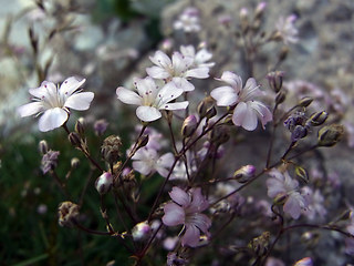 Gypsophila repens