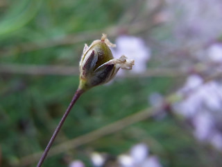 Gypsophila repens