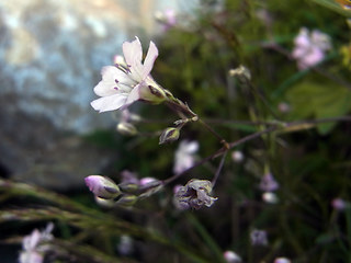 Gypsophila repens