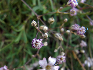 Gypsophila repens