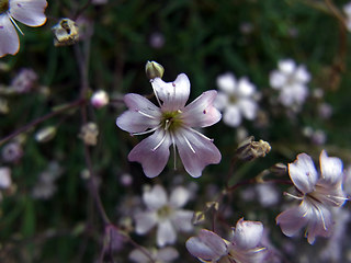 Gypsophila repens